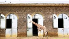 London Zoos and City Farms - The Grade II listed Giraffe House, built 1836-7 London Zoos and City Farms - The Grade II listed Giraffe House, built 1836-7