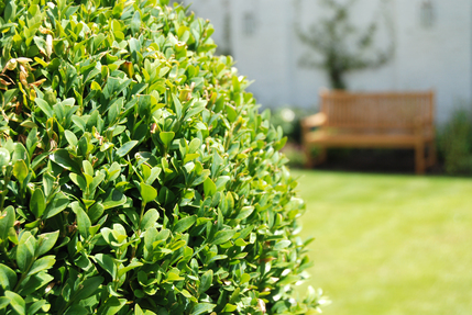 Lime Tree Hotel -